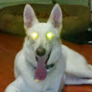 Meet your Posher, Sam